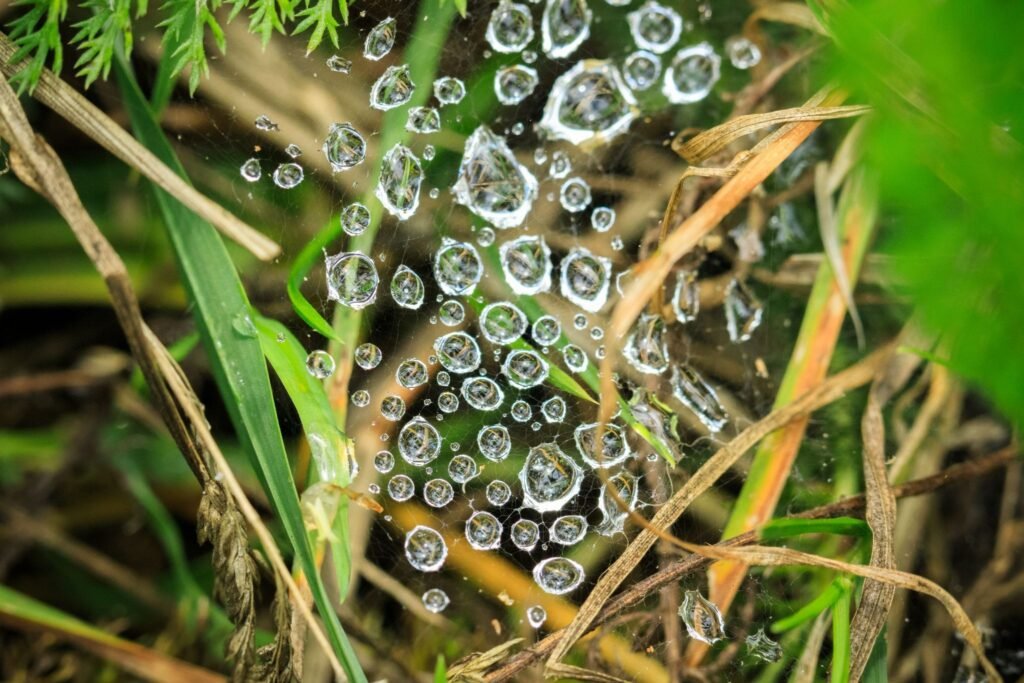 herbicide effects on plant species diversity