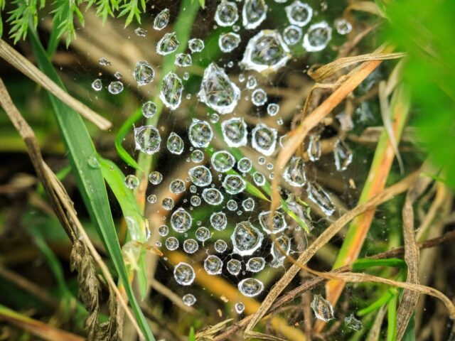 HOW HERBICIDE EFFECTS ON PLANT SPECIES DIVERSITY IMPACT POLLINATOR HABITATS