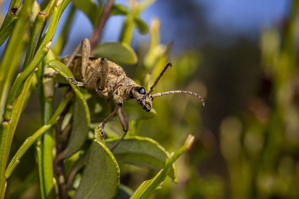 pesticide contamination and insect biodiversity loss