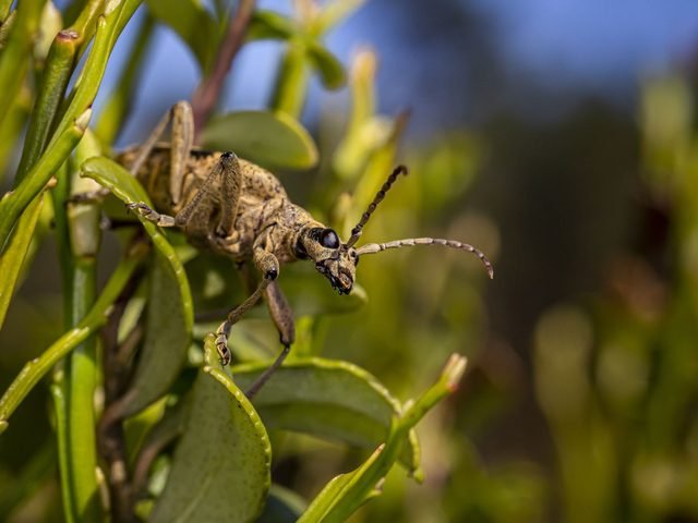 THE LINK BETWEEN PESTICIDE CONTAMINATION AND INSECT BIODIVERSITY LOSS WORLDWIDE