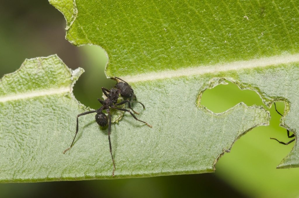 pesticide contamination and insect biodiversity loss