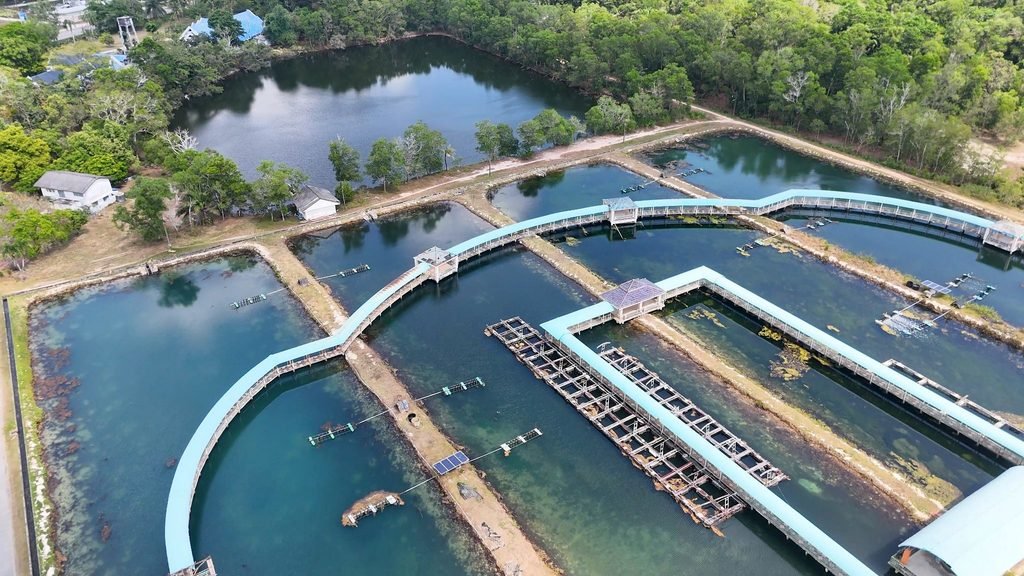 wastewater effluents and aquatic ecosystem disruption