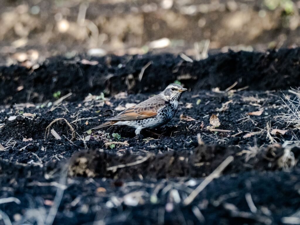LEAD CONTAMINATION IN SOIL: SOURCES, RISKS, AND LONG-TERM ENVIRONMENTAL IMPACT