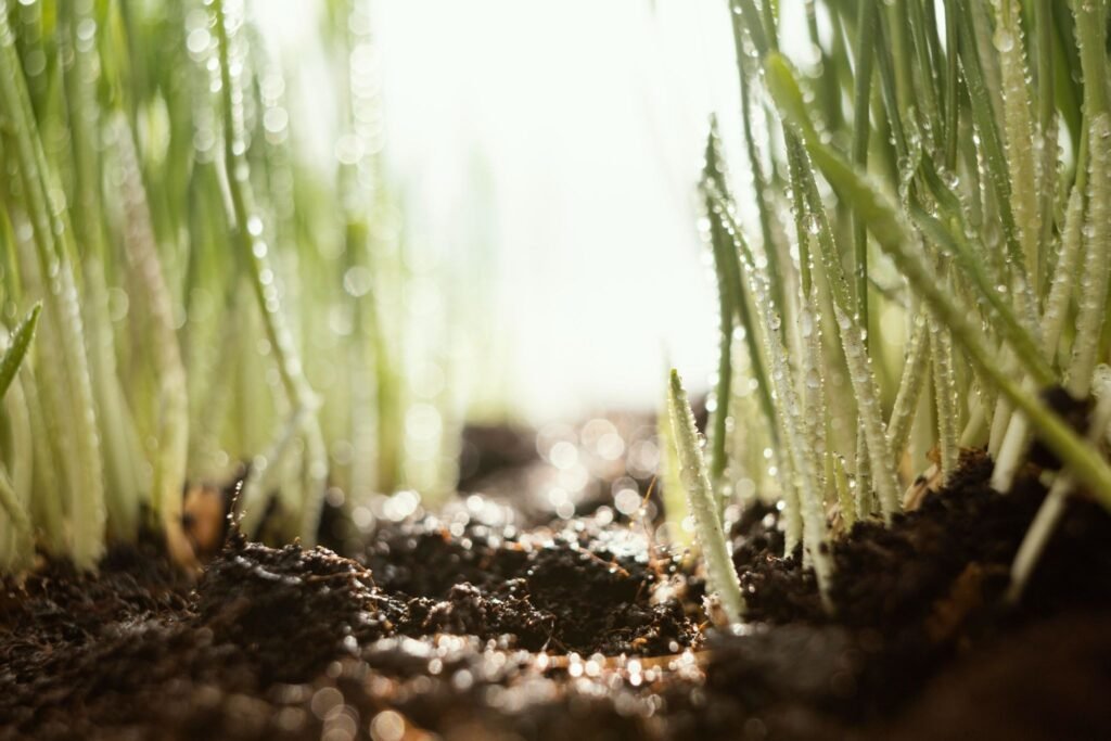 cadmium in agricultural soil