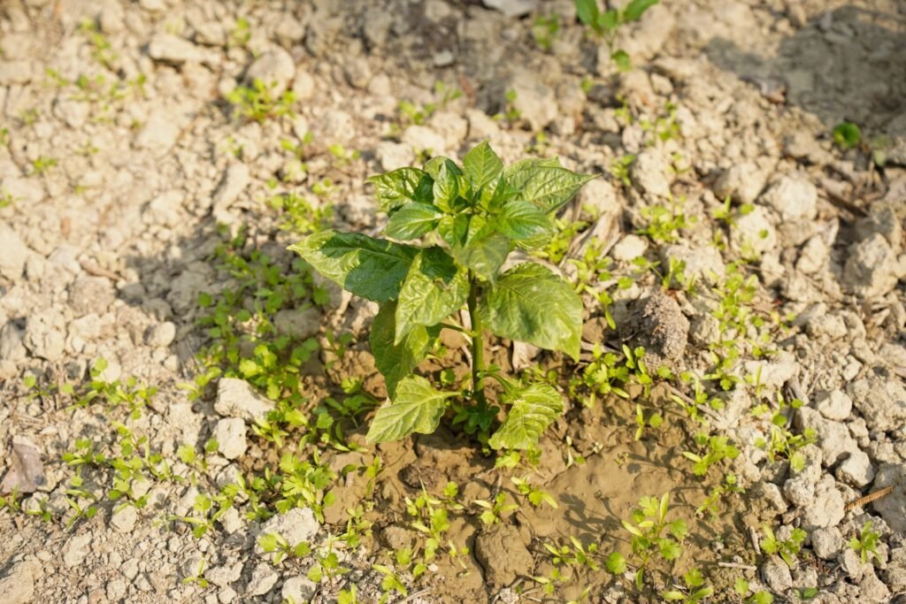 COPPER TOXICITY IN SOIL: DETECTION METHODS AND REMEDIATION STRATEGIES