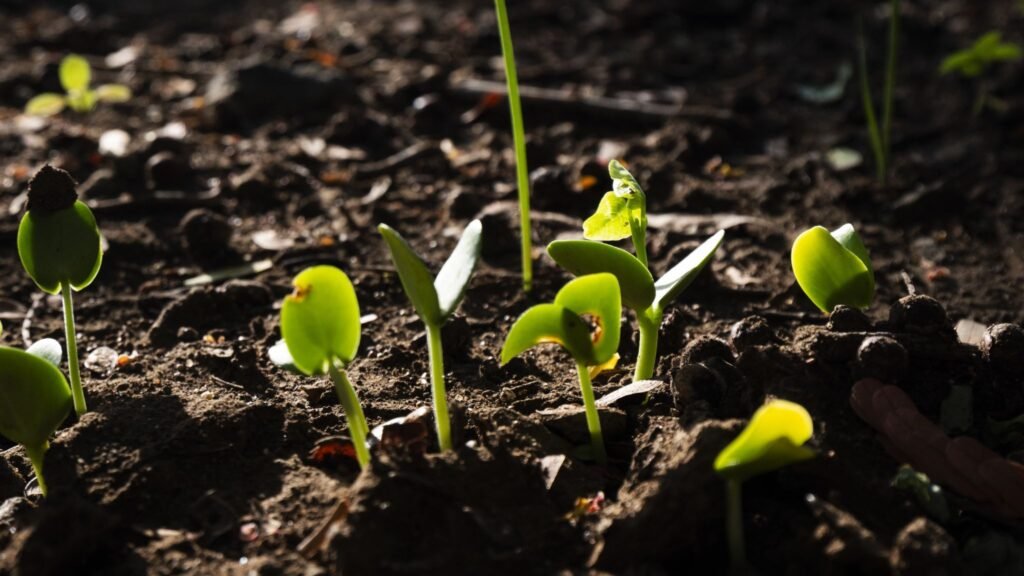 MANAGING ZINC DEFICIENCY IN SOIL FOR IMPROVED FERTILITY AND YIELD