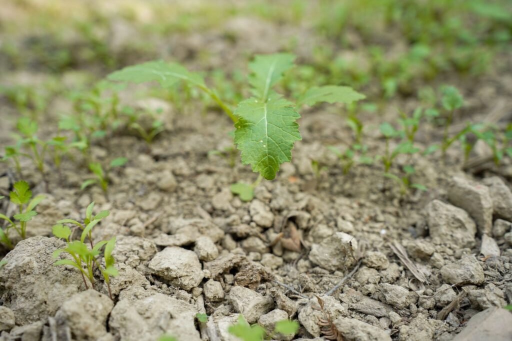 zinc deficiency in soil