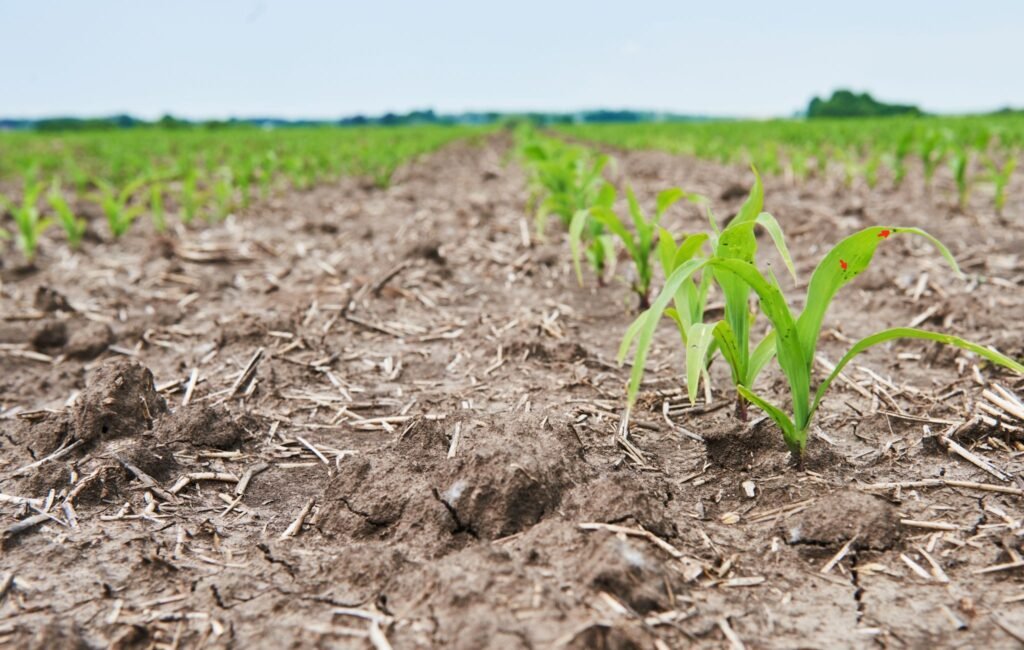 zinc deficiency in soil