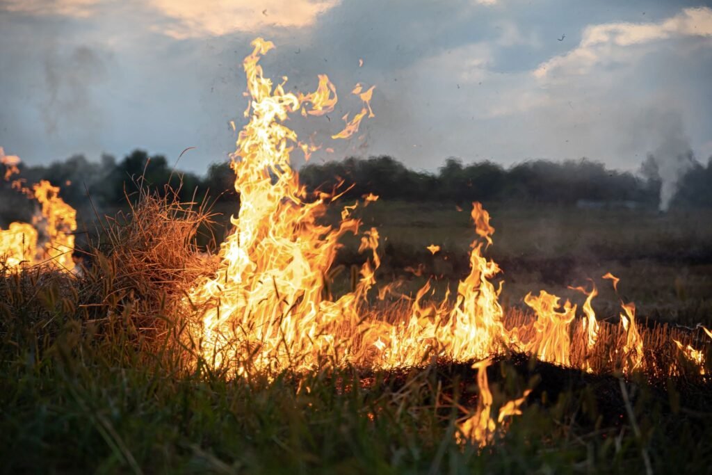 brominated flame retardants environmental toxicity