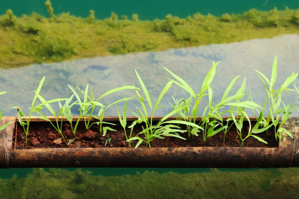 agricultural fertilizer chemical runoff soil ecosystem disruption